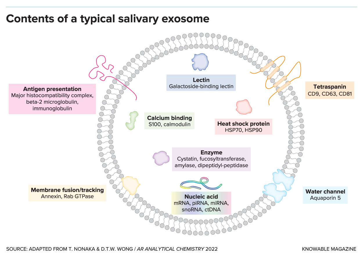 Saliva: The Next Frontier In Cancer Detection