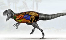 dinosaur-bird-lungs.jpg