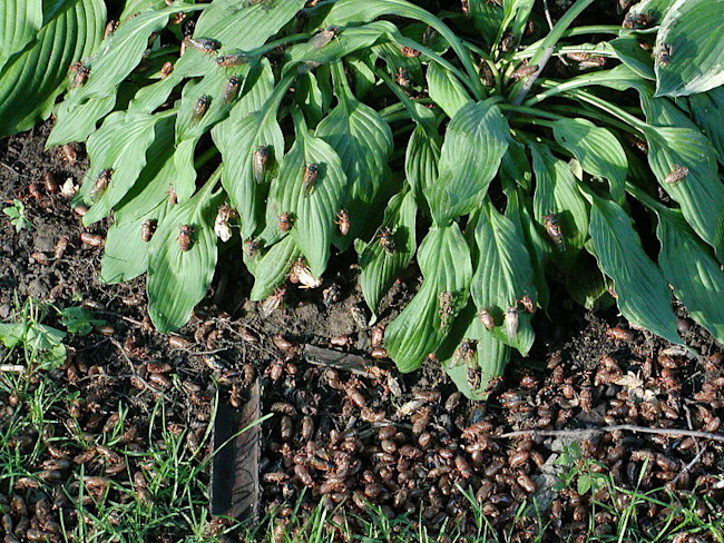 800px-2004May21-Cicada (6)