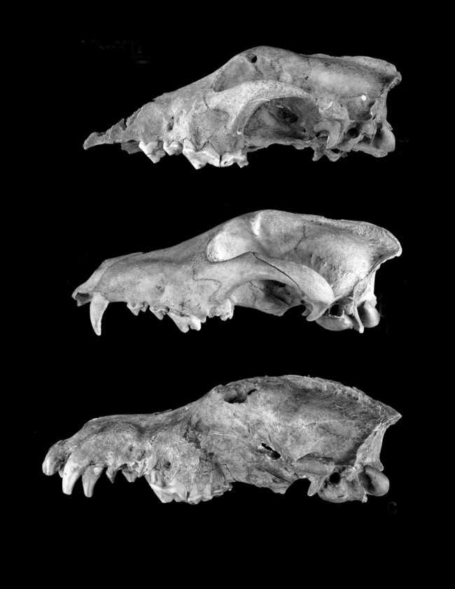 Canid Skulls, Goyet Cave - Royal Belgian Institute of Natural Sciences
