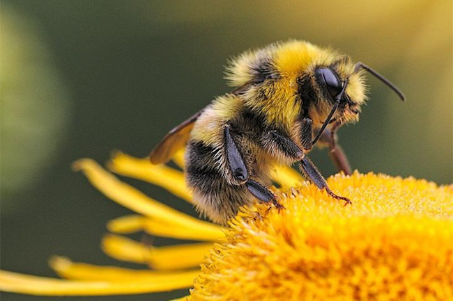 Bee dmitry-grigoriev-unsplash