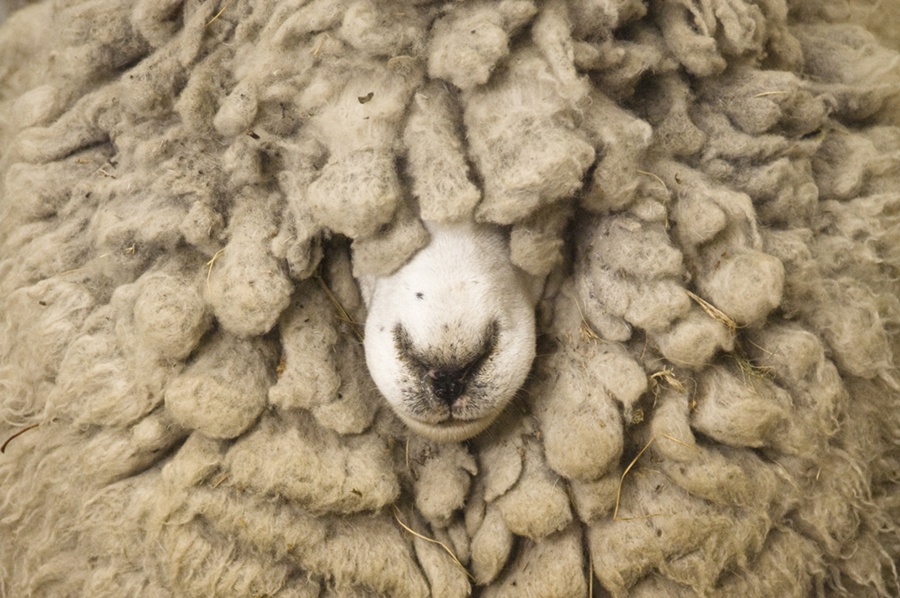 20 Things You Didn't Know About...Wool | Discover Magazine