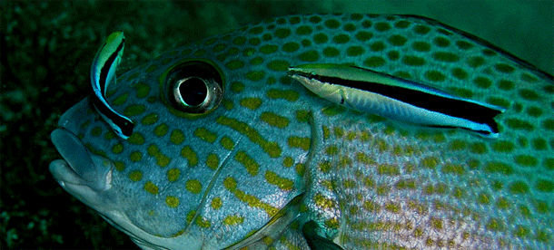 Cleaner_fish.gif