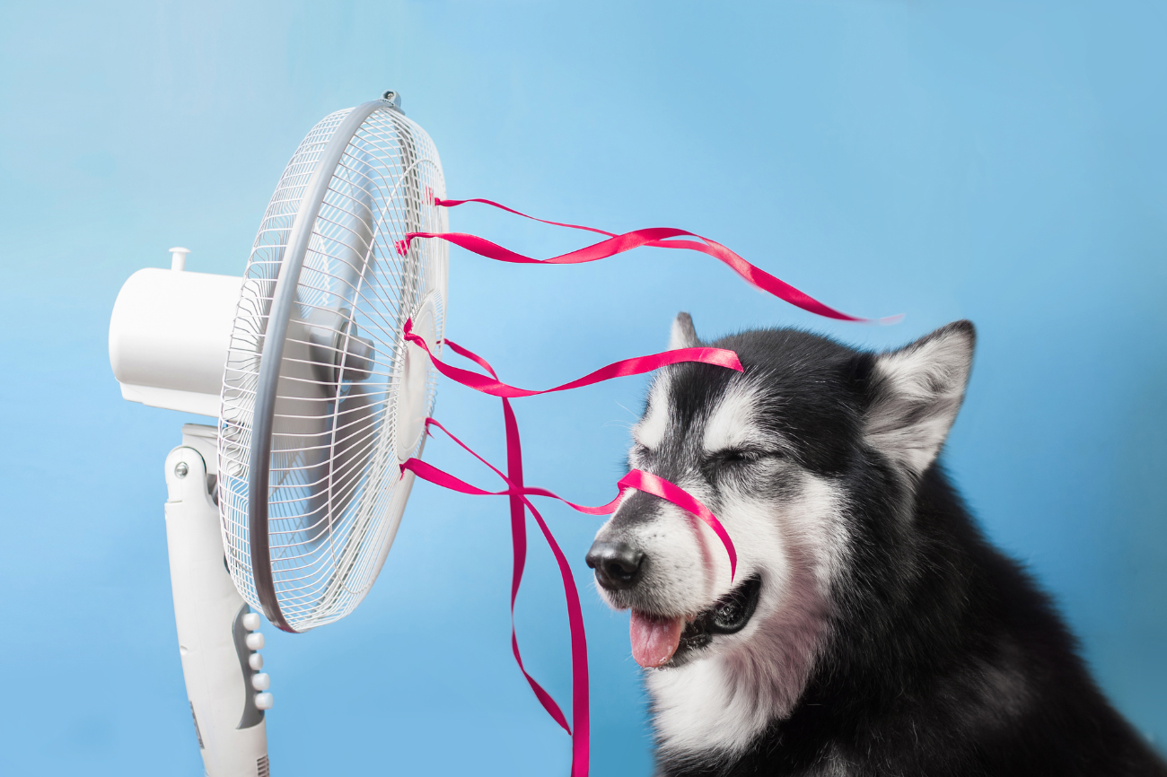 8 Ways Wild Animals Beat the Heat