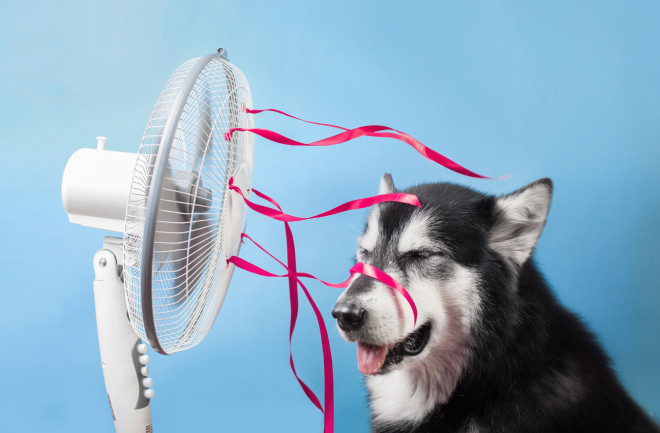 Dog sitting by fan