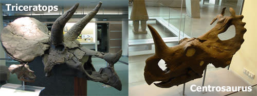 Two-skulls.jpg