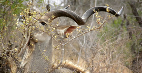 Kudu_male.jpg