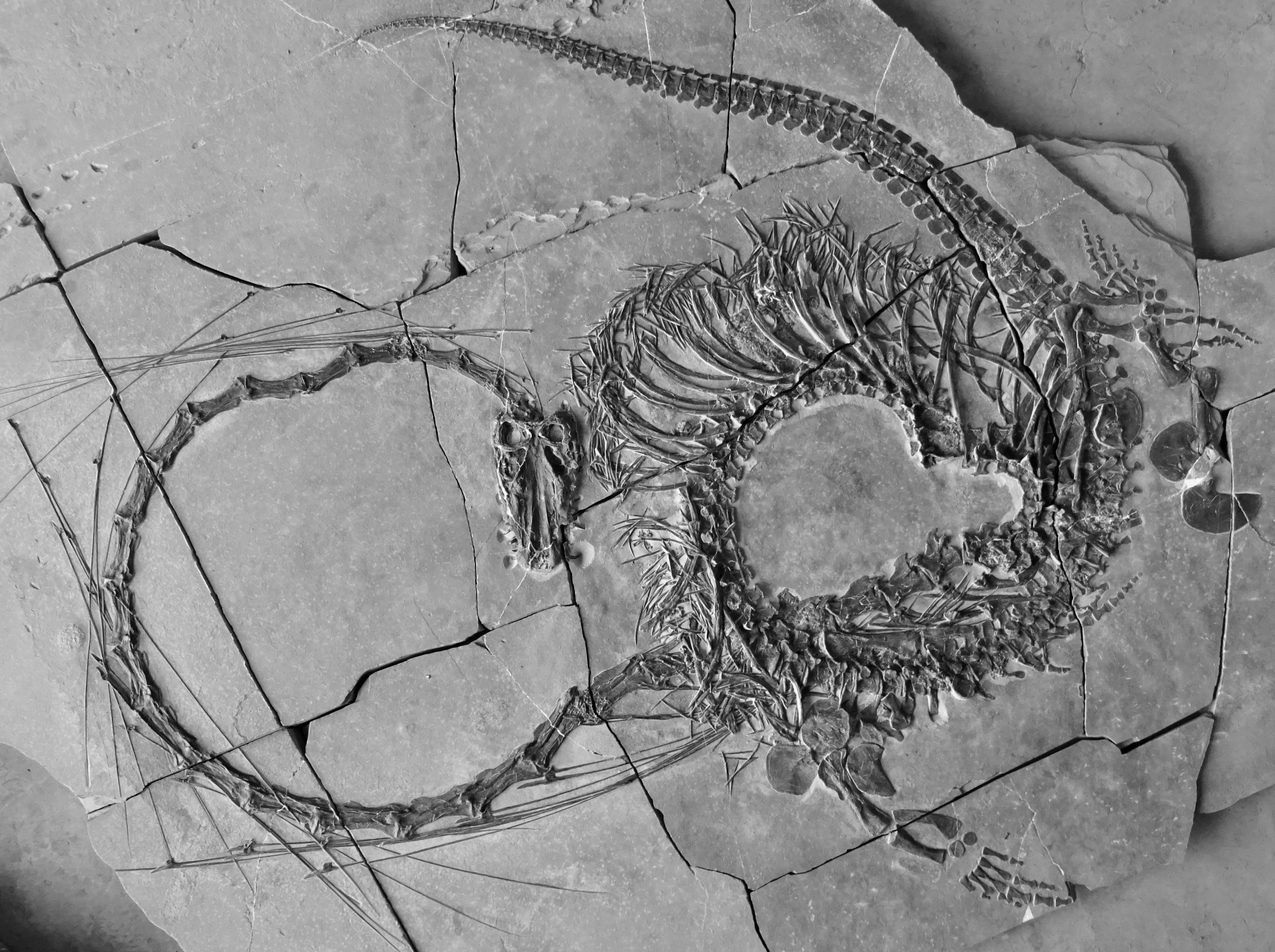 Past Discoveries Shed Light on the 240-Million-Year-Old 'Chinese Dragon' Fossil | Discover Magazine