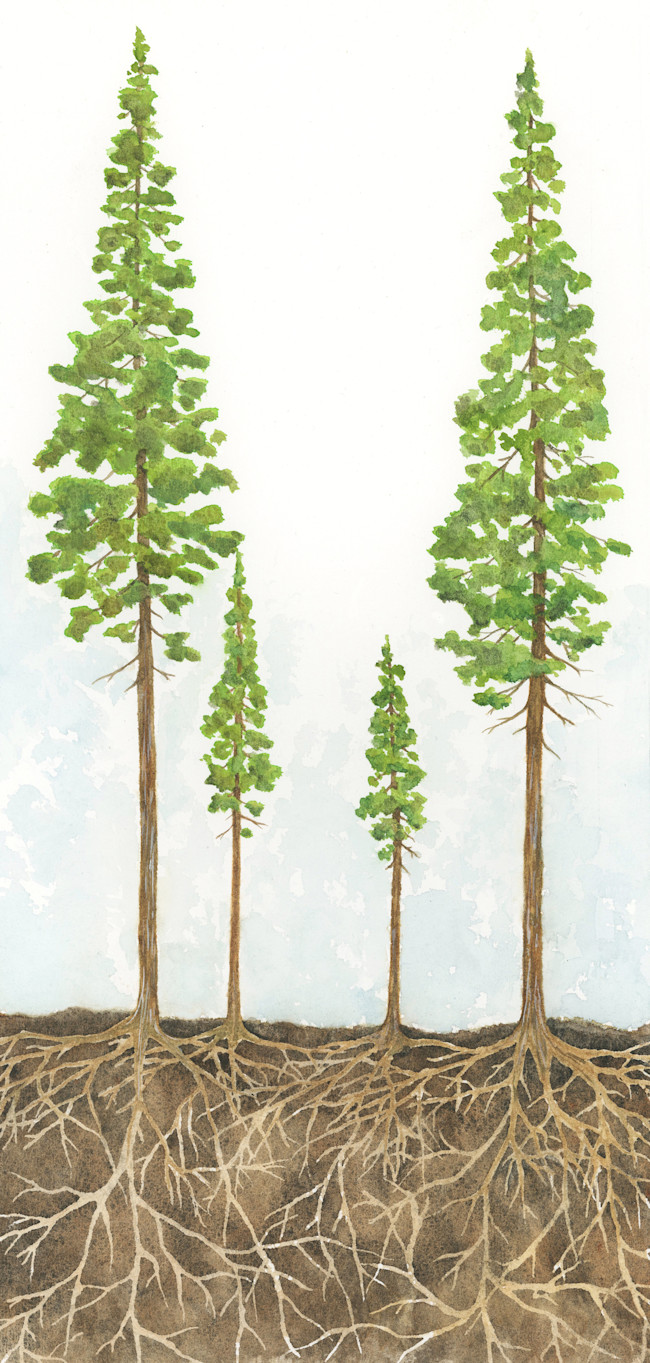Redwood-Trees
