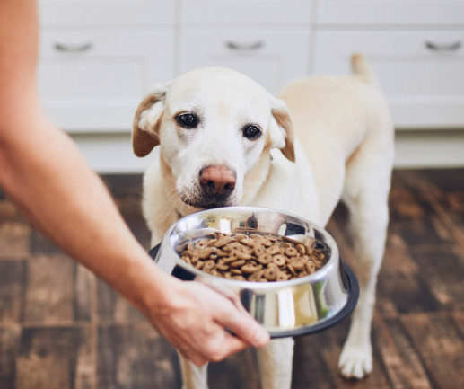 is scrambled egg good for dogs with diarrhea