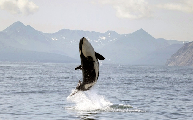 Orca