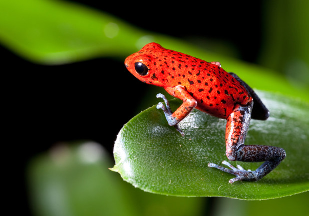 Red strawberry poison dart frog