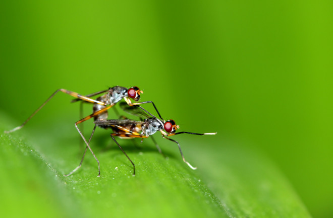 Flies Insects Animals Mating - Shutterstock