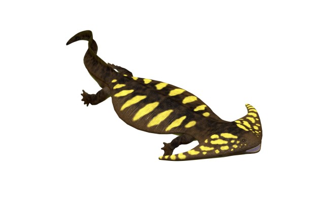 Illustration of a Diplocaulus, an amphibian tetrapod that lived in the Permian and Carboniferous periods