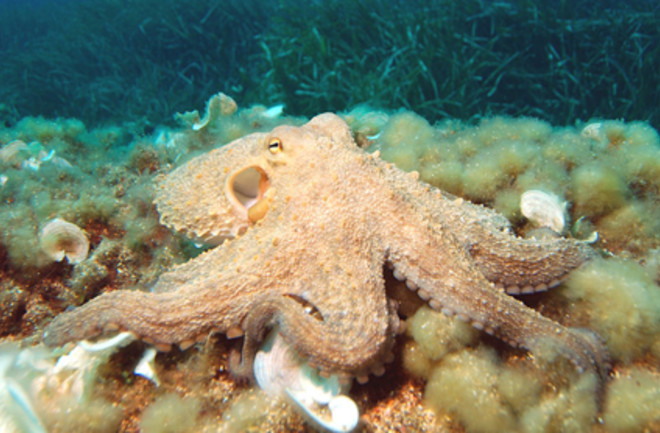 octopuswiki425.jpg
