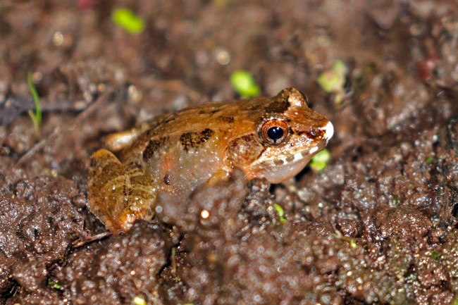 Malagasy common marsh frog