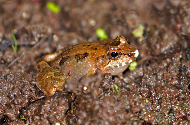 Malagasy common marsh frog