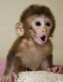 macaque.jpg