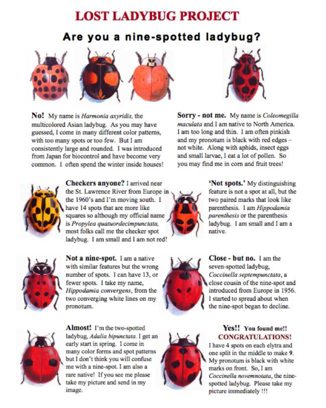 Help Cornell Researchers Find The Lost Ladybugs Discover Magazine