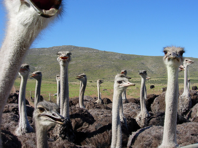 ostriches.jpg
