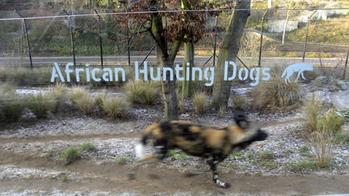 African_hunting_dog.jpg