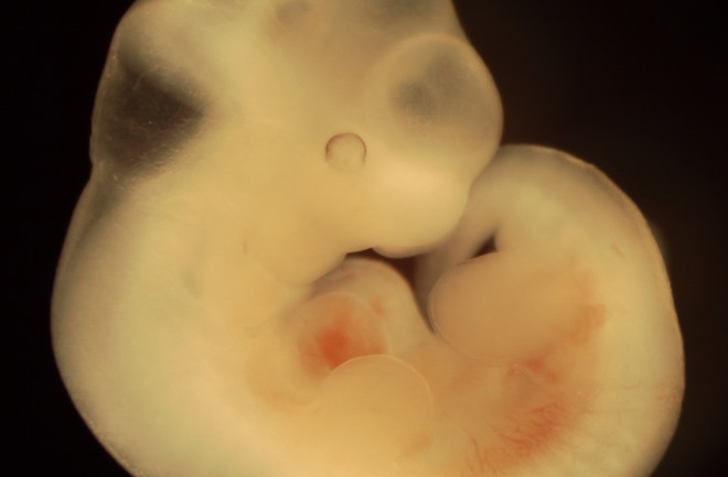 mouse-embryo.jpg