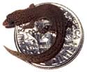 rd_lizard.jpg
