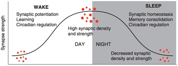 synaptic-scaling-graph1.jpg