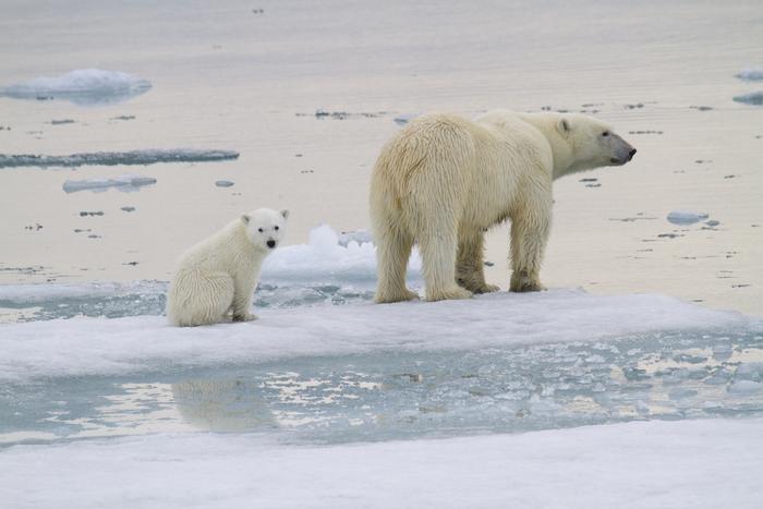 Watch This Rare Footage of Polar Bear Cubs Rolling Out of Their Den