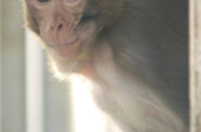 macaque