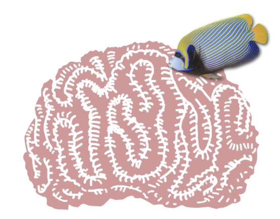 Fish Brain Coral - Shutterstock