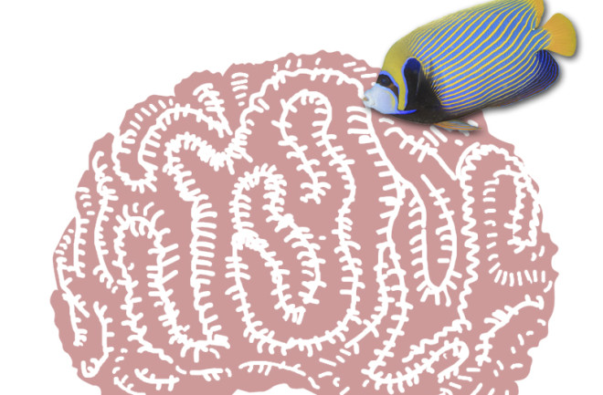 Fish Brain Coral - Shutterstock