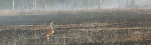 Trappe_fg02.jpg