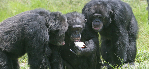 Chimps.jpg
