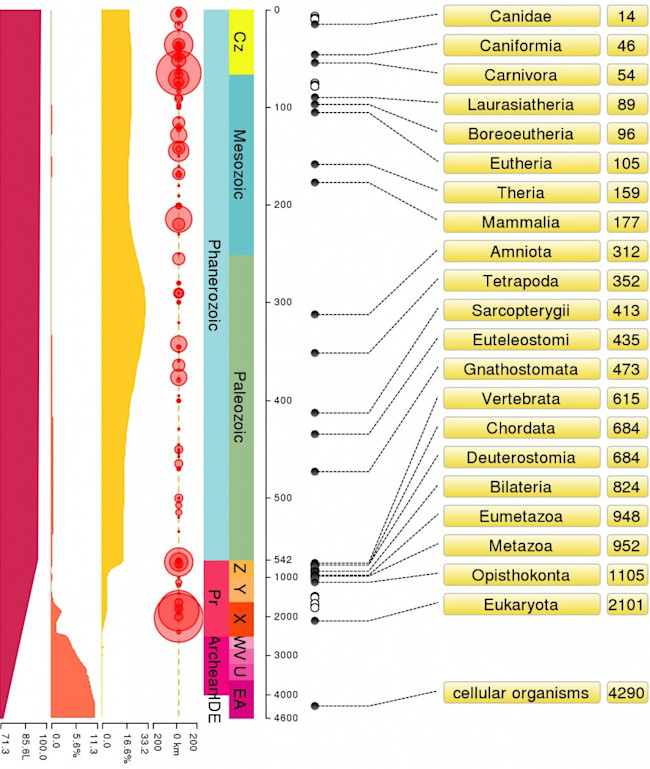 Canis_timeline-865x1024.jpg