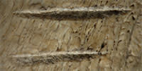 Bone-marks.jpg