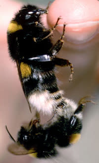 Mating_bees.jpg