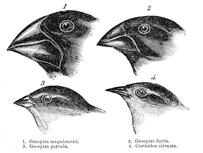 795px-Darwins_finches_by_Gould.jpg