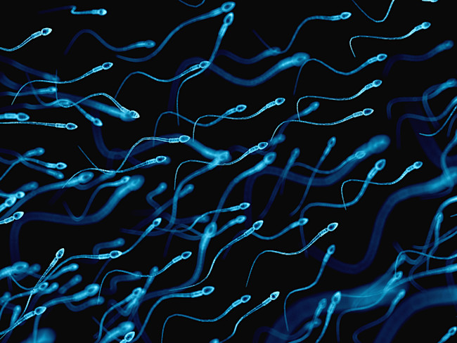 Sperm - Shutterstock
