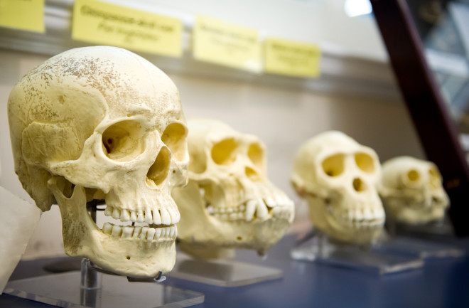 Human evolution skulls