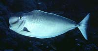 Unicornfish.jpg