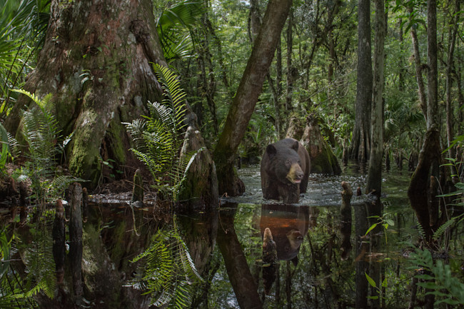 Florida Black Bear