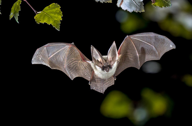 bat - grey long-eared bat - shutterstock