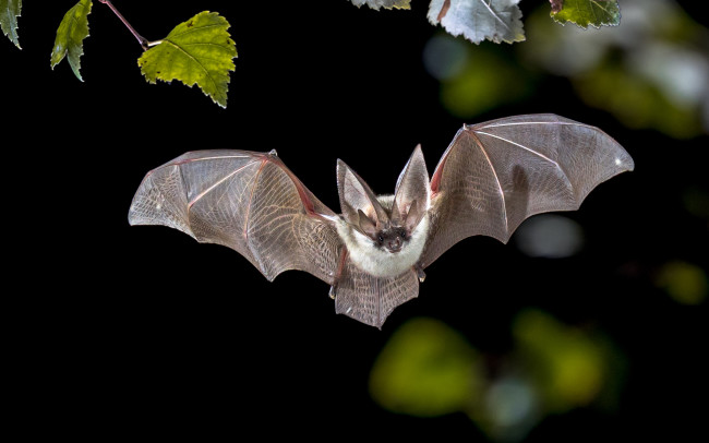 Why Bats Are Breeding Grounds for Deadly Diseases Like Ebola and ...