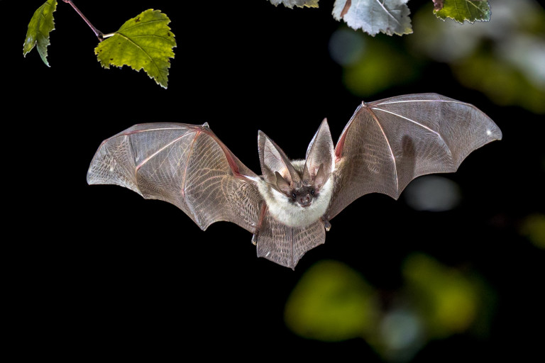 Why Bats Are Breeding Grounds for Deadly Diseases Like Ebola and SARS