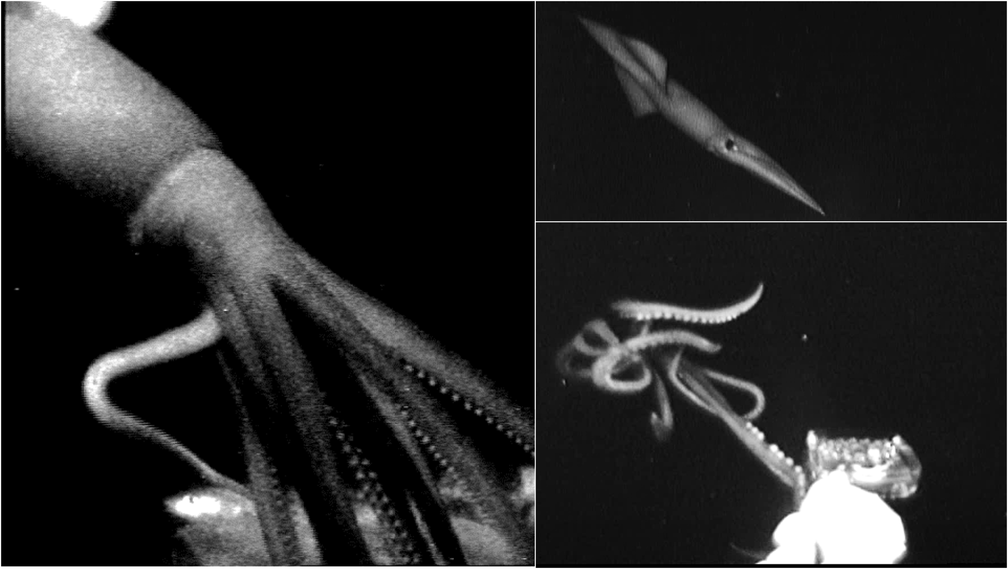 Глубоководный кальмар размеры. Антарктический гигантский кальмар. Глубоководный кальмар planctoteuthis. Глубоководный кальмар Onykia ingens. Мнагнопинна глубоководный кальмар.