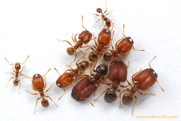 Pheidole_tepicana1.jpg