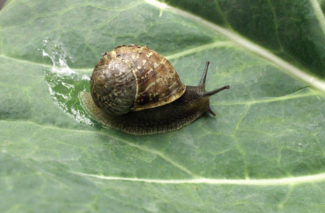 snail-fail.jpg