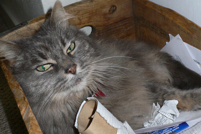 greenRecycleCat.jpg