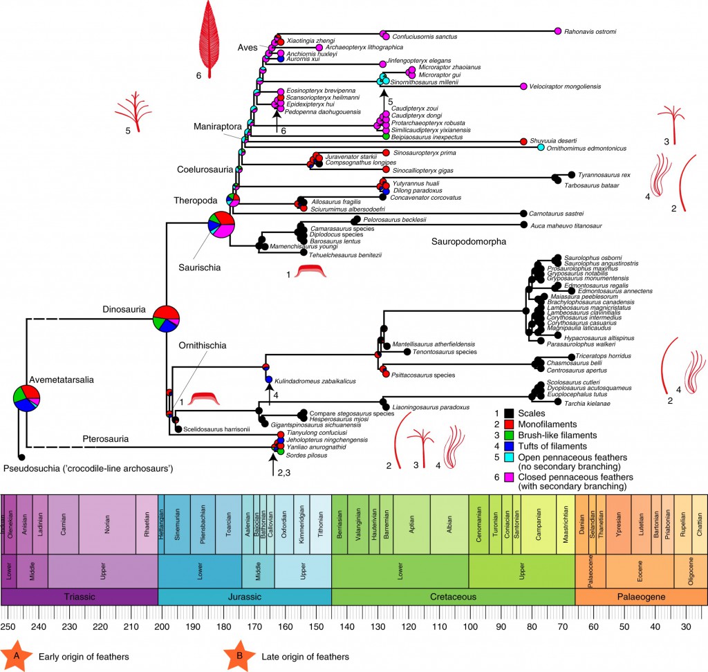 Phylogenetic comparative analysis of integumentary filament and feather evolution in pterosaurs and archosaurs. Credit: Baoyu Jiang, Michael Benton et al./Nature Ecology & Evolution